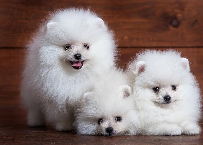 Harga anjing Pomeranian & Mini Pom. Harga jual beli anakan Pom di Indonesia