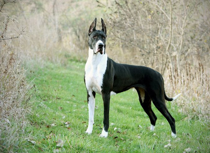 Karakteristik, kepribadian anjing Great Dane. Sejarah anjing Great Dane