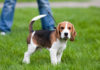 Harga anjing Beagle murni. Harga jual-beli anjing Beagle di Indonesia