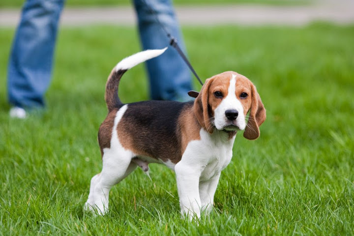 Harga anjing Beagle murni. Harga jual-beli anjing Beagle di Indonesia
