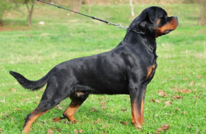 Harga anjing Rottweiler. Harga jual beli anak anjing Rottweiler di